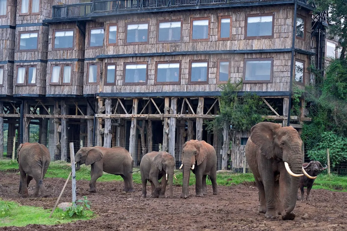 Aberdares & Ol Pejeta
