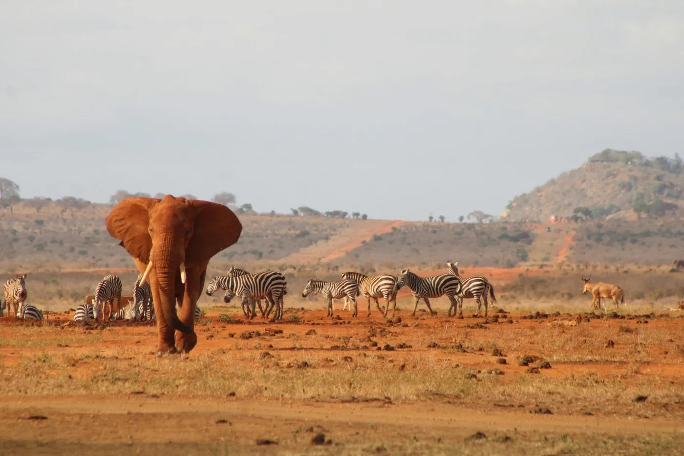 Tsavo East