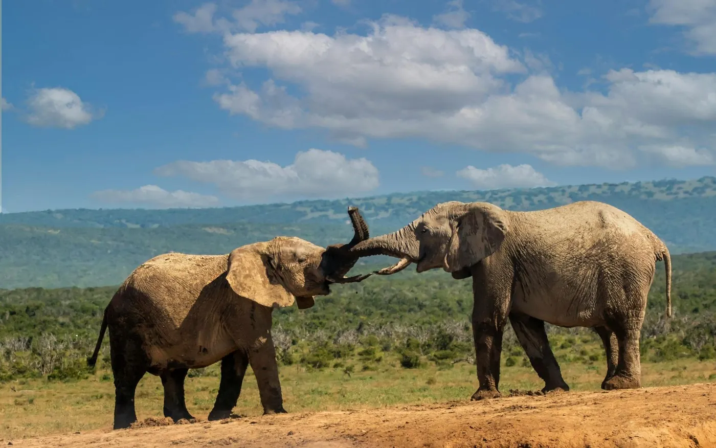 Tsavo West